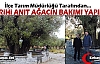 1653 YAŞINDA Kİ ANIT AĞACIN BAKIMI YAPILDI