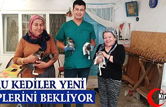 YAVRU KEDİLER YENİ SAHİPLERİNİ BEKLİYORLAR