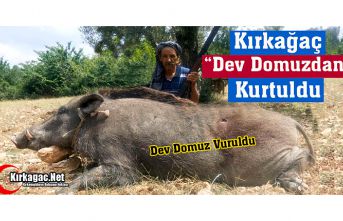 KIRKAĞAÇ "DEV DOMUZDAN" KURTULDU