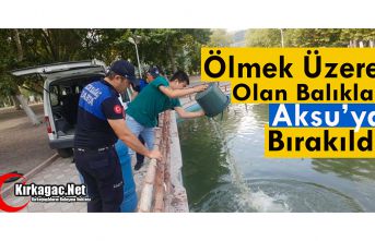 ÖLMEK ÜZERE OLAN BALIKLAR AKSU’YA BIRAKILDI