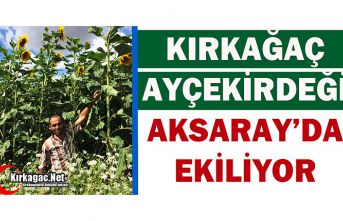 KIRKAĞAÇ AYÇEKİRDEĞİ AKSARAY'DA EKİLİYOR