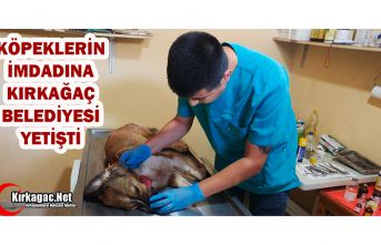 KÖPEKLERİN İMDADINA KIRKAĞAÇ BELEDİYESİ YETİŞTİ