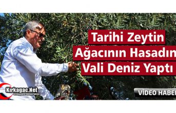 TARİHİ ZEYTİN AĞACININ HASADINI VALİ DENİZ YAPTI(VİDEO)