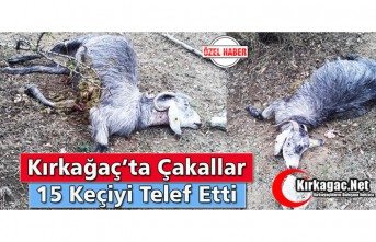 KIRKAĞAÇ’TA ÇAKALLAR 15 KEÇİYİ TELEF ETTİ