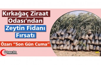 ZİRAAT ODASI’NDAN ZEYTİN FİDANI FIRSATI