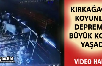 KIRKAĞAÇ'TA KOYUNLAR DEPREMDE BÜYÜK KORKU...