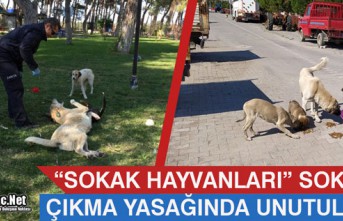 "SOKAK HAYVANLARI" SOKAĞA ÇIKMA YASAĞINDA UNUTULMADI