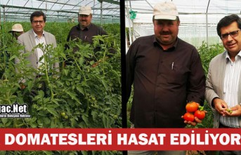 KIRKAĞAÇ'TA SERA DOMATESLERİ HASAT EDİLİYOR