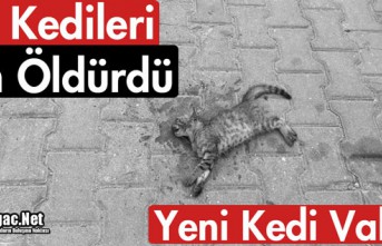 BU KEDİLERİ KİM ÖLDÜRDÜ?