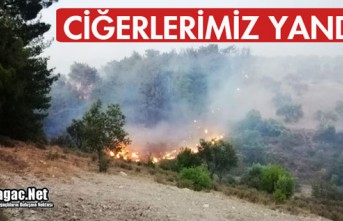 CİĞERLERİMİZ YANDI