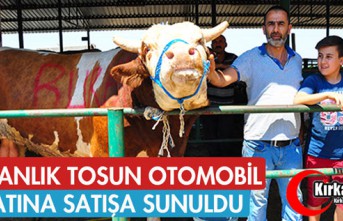 KURBANLIK TOSUN OTOMOBİL FİYATINA SATIŞA SUNULDU