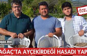 KIRKAĞAÇ'TA AY ÇEKİRDEĞİNDE İLK HASAT...