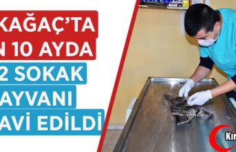 SON 10 AYDA 532 SOKAK HAYVANI TEDAVİ EDİLDİ