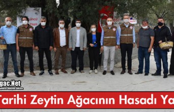 TARİHİ ZEYTİN AĞACININ HASADI YAPILDI