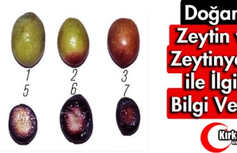 DOĞAN, KALİTELİ ZEYTİNYAĞI ve ZEYTİN İLE İLGİLİ...