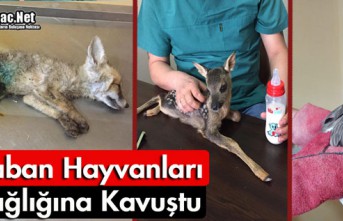 YABAN HAYVANLARI SAĞLIĞINA KAVUŞTU