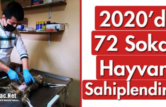 2020'DE 72 SOKAK HAYVANI SAHİPLENDİRİLDİ