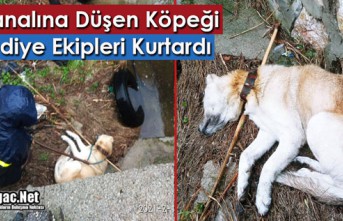 KANALA DÜŞEN KÖPEĞİ BELEDİYE EKİPLERİ YETİŞTİ 