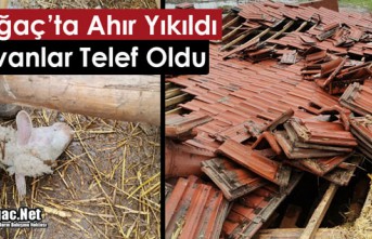 AHIR YIKILDI HAYVANLAR TELEF OLDU