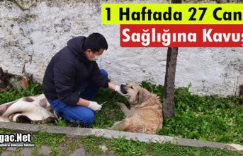 1 HAFTADA 27 CAN DOST SAĞLIĞINA KAVUŞTU