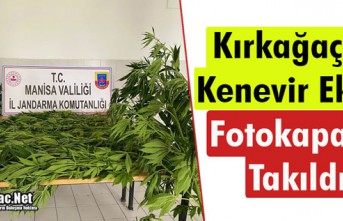 KIRKAĞAÇ'TA KENEVİR EKİMİ FOTOKAPANA TAKILDI