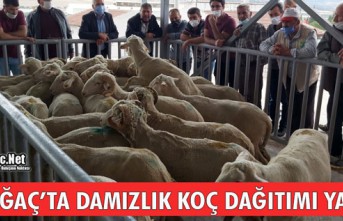 KIRKAĞAÇ’TA DAMIZLIK KOÇ DAĞITIMI YAPILDI 