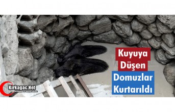 KUYUYA DÜŞEN DOMUZLAR KURTARILDI 