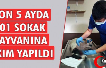 SON 5 AYDA 301 SOKAK HAYVANINA BAKIM YAPILDI 