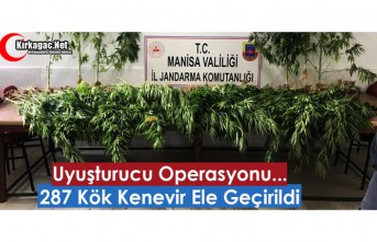 UYUŞTURUCU OPERASYONU...287 KÖK KENEVİR ELE GEÇİRİLDİ