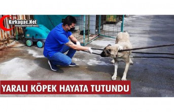 YARALI KÖPEK HAYATA TUTUNDU