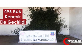 496 Kök Kenevir Ele Geçirildi