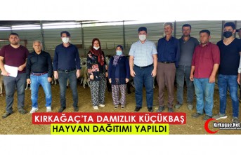 KIRKAĞAÇ’TA DAMIZLIK KÜÇÜKBAŞ HAYVAN DAĞITIMI...