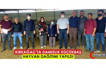 KIRKAĞAÇ’TA DAMIZLIK KÜÇÜKBAŞ HAYVAN DAĞITIMI...