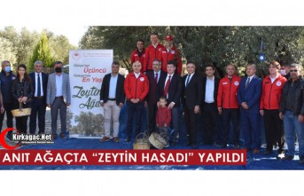 1659 YAŞINDAKİ ANIT AĞAÇTA “ZEYTİN HASADI”...