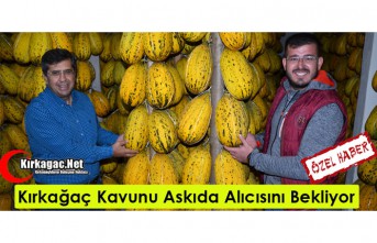 KIRKAĞAÇ KAVUNU ASKIDA ALICISINI BEKLİYOR(ÖZEL HABER)