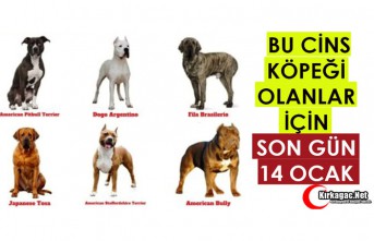 BU CİNS KÖPEĞİ OLANLAR İÇİN SON GÜN 14 OCAK