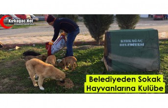 BELEDİYEDEN SOKAK HAYVANLARI İÇİN KULÜBE