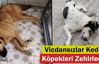 VİCDANSIZLAR! KEDİ VE KÖPEKLERİ ZEHİRLEDİLER