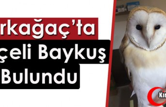 KIRKAĞAÇ'TA PEÇELİ BAYKUŞ BULUNDU