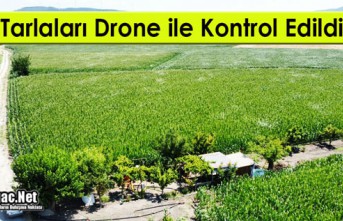 MISIR TARLALARI DRONE İLE KONTROL EDİLDİ