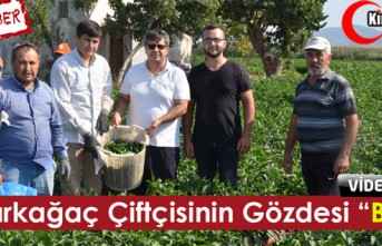 KIRKAĞAÇ ÇİFTÇİSİNİN GÖZDESİ “BİBER”(ÖZEL...