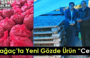 KIRKAĞAÇ’TA YENİ GÖZDE ÜRÜN “CEVİZ”