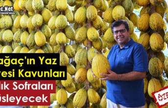 KIRKAĞAÇ'IN YAZ MEYVESİ KAVUNLARI KIŞLIK SOFRALARI SÜSLEYECEK