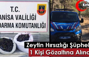 KIRKAĞAÇ’TA ZEYTİN HIRSIZLIĞI 1 GÖZALTI