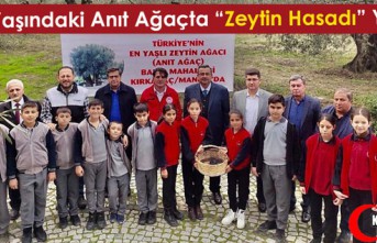 1660 YAŞINDAKİ ANIT AĞAÇTA "ZEYTİN HASADI"...