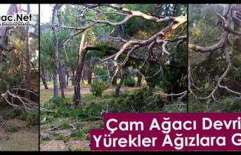 ÇAM AĞACI DEVRİLDİ, YÜREKLER AĞIZLARA GELDİ