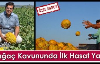 KIRKAĞAÇ KAVUNUNDA İLK HASAT YAPILDI(ÖZEL HABER)