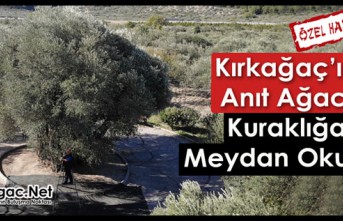 1662 YAŞINDAKİ ANIT AĞAÇ KURAKLIĞA MEYDAN OKUYOR(ÖZEL HABER)