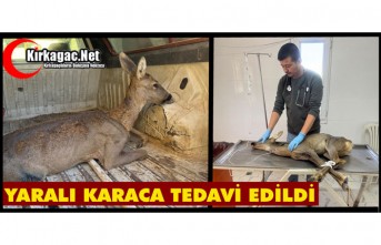KIRKAĞAÇ'TA YARALI HALDE BULUNAN KARACA TEDAVİ...