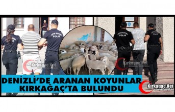 DENİZLİ’DE KAYBOLAN KOYUNLAR KIRKAĞAÇ’TA BULUNDU